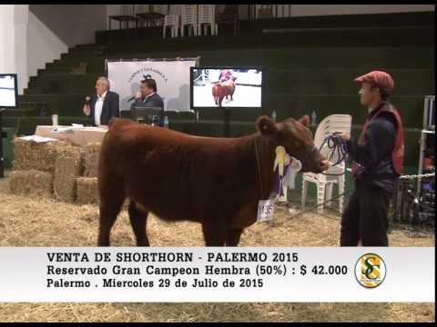 29-07-15 - Ventas de Hembras Shorthorn - Palermo 2015.