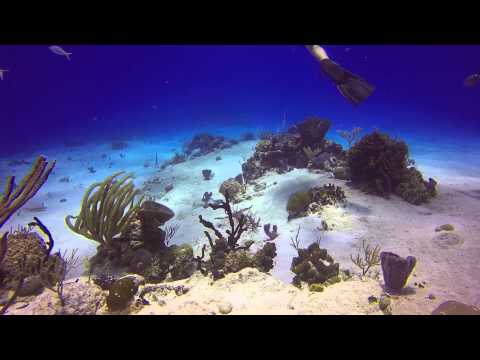 Santa Rosa Reef and Paradise Reef Dive