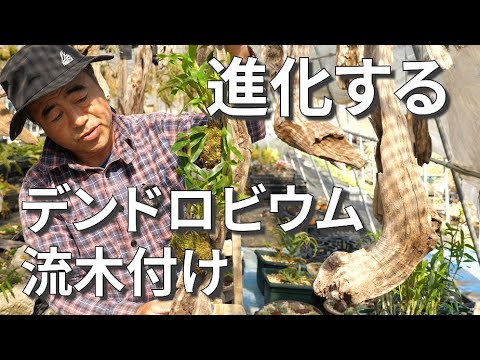 美しくエキゾチックで繊細な花のコレクションを作成するために、竹製のデンドロビウム蘭を世話するにはどうすればよいですか?  庭園