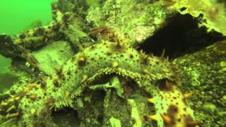 preview picture of video 'Sea Cucumber Diving, Ketchikan AK 2013'