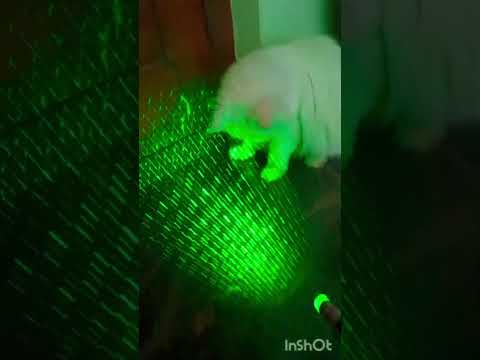 Funny moment of cats🤣😘