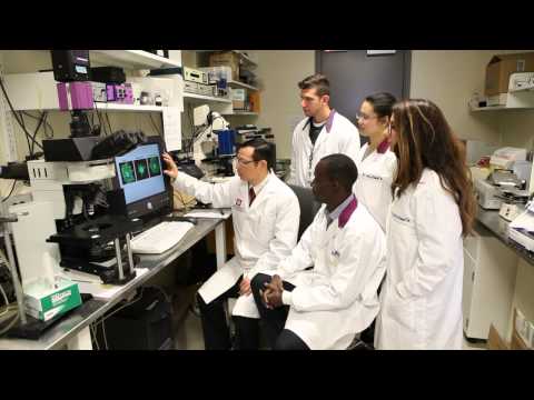 Intracranial hemorrhage development in fetal and neonatal alloimmune thrombocytopenia