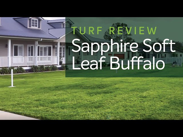 Premium Turf