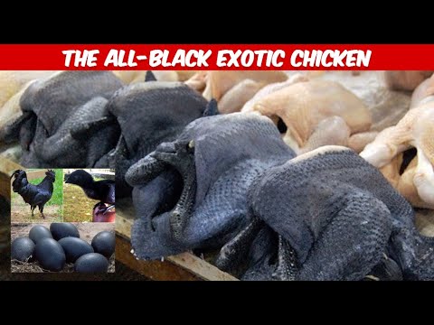 Ayam Cemani - ayam cemani chicken/black meat chicken - the most expensive chicken