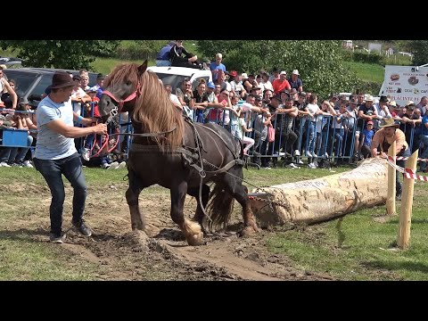 Concurs cu cai de tractiune Gilau, Cluj Proba de simplu 25 Mai 2024 Nou!!!