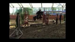 Hopscotch 13'2 Fancy Pony Hunter/Jumper!