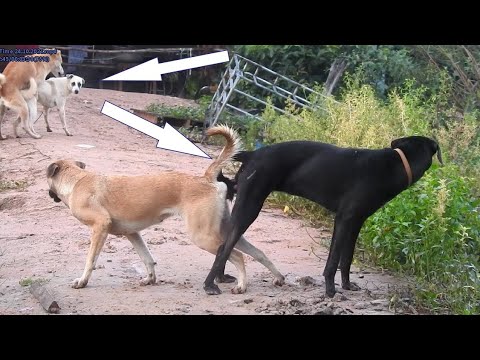 dog mating