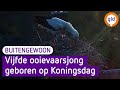Alle ooievaarsjongen zijn uit hun ei gebroken