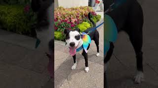 Video preview image #1 Labrador Retriever-Unknown Mix Puppy For Sale in The Woodlands, TX, USA
