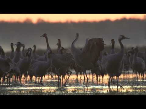 „Biebrza - między jawą a snem” w kinie Helios