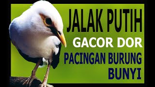 Download lagu JALAK PUTIH GACOR DOR PANCINGAN BURUNG MACET BUNYI mp3