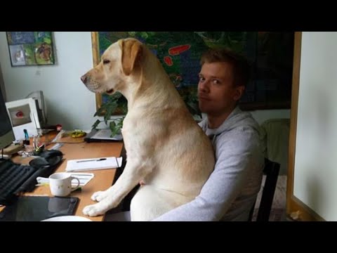 When You Have A Clingy Labrador Dog🐶😄