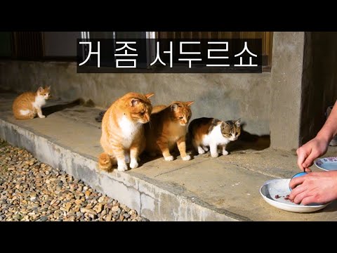 길냥이들이 단체로 몰려온 이유
