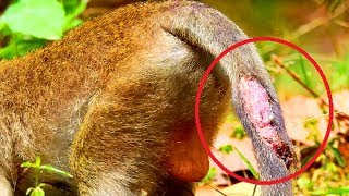 Break my heart! Poor baby JR broken on tail so big, Very pity him so much feeling hurt ,Sad baby 86