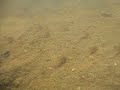 Corydoras(ln9) punctatus Corydoras(ln9) punctatus
