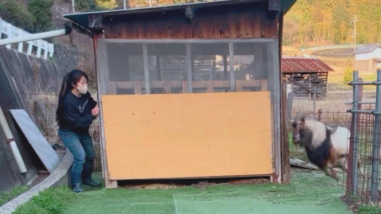 【田舎暮らし】春のよもぎパン作り…ヤギが大騒ぎ