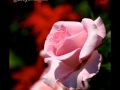 salvatore adamo j'avais oublié que les roses sont roses.wmv