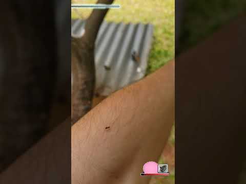 an ant climbs my arm with Shadow of the colossus Ost