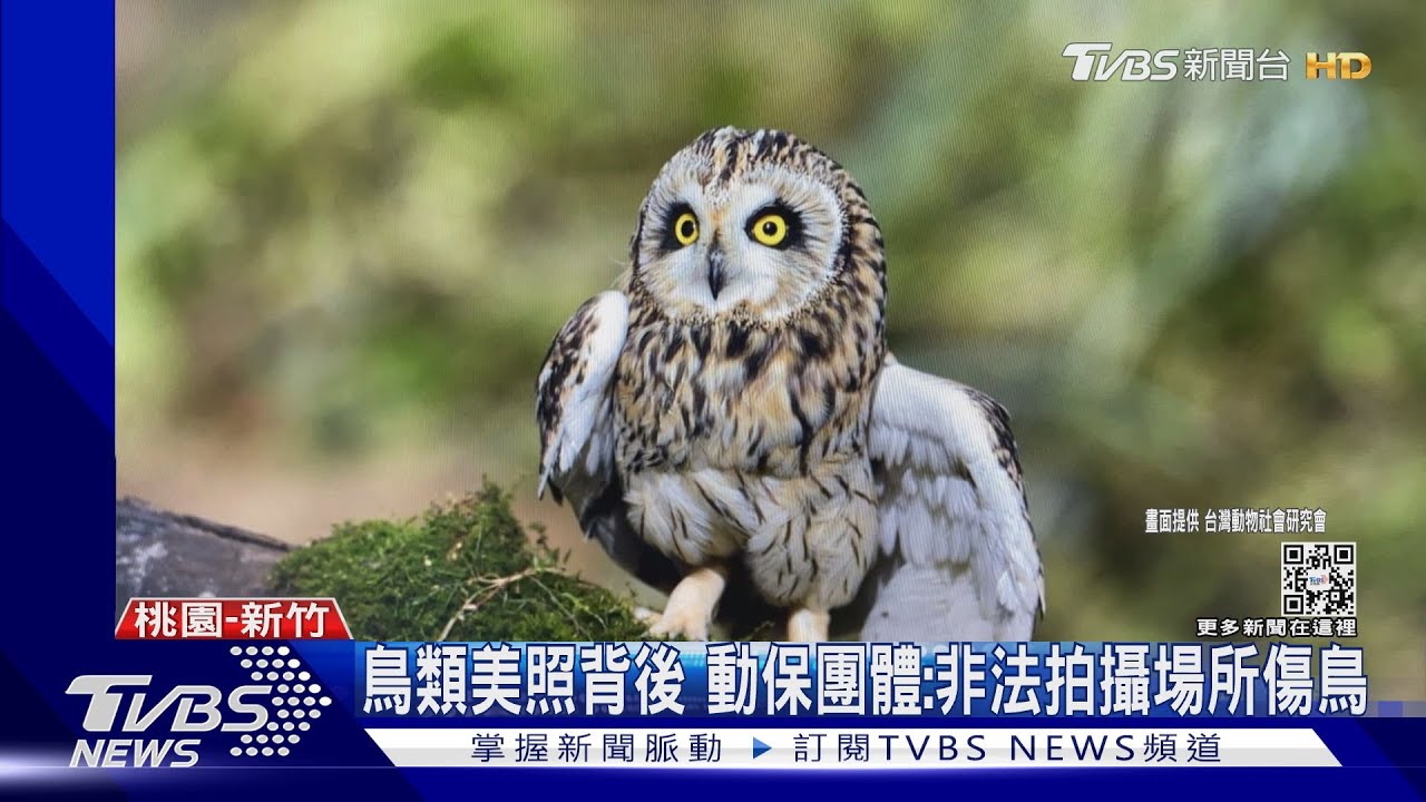 鳥類美照背後 動保團體:非法拍攝場所傷鳥