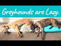 How Lazy are Greyhounds? Two Dogs, Every Hour, for 12 Hours!