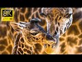 Giraffes Animals Collection in 8K HDR 60FPS ULTRA HD