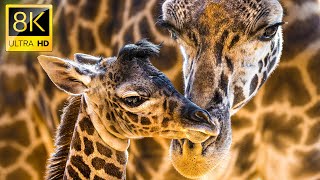 Giraffes Animals Collection in 8K HDR 60FPS ULTRA 