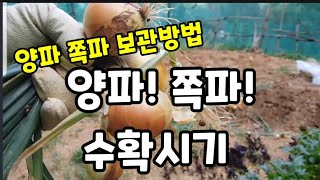 양파 쪽파 수확시기 보관방법!  #양파초절임만들기 #양파수확시기 #쪽파수확시기 #양파보관방법 #양파짱아치만들…
