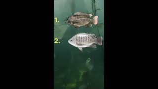 Download lagu perbedaan ikan mujaer dan ikan nila mp3