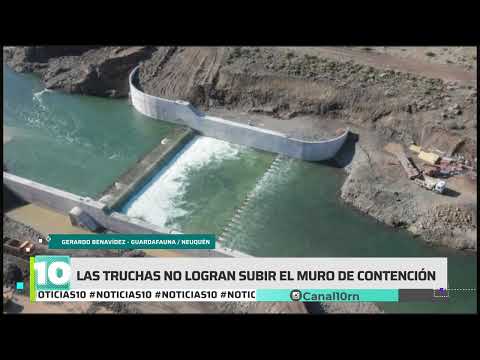 #Noticias10 | Las truchas del río Nahueve no logran subir el muro de contención