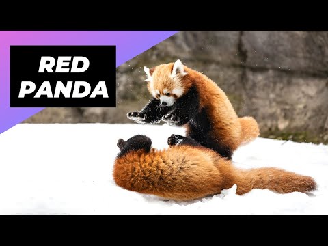 Red Panda 🐼 One Of The Cutest And Rarest Animals In The Wild 