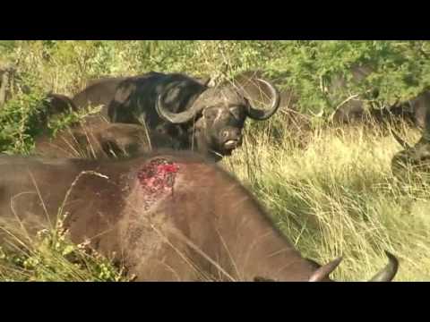 Djuma buffalo and cheetah