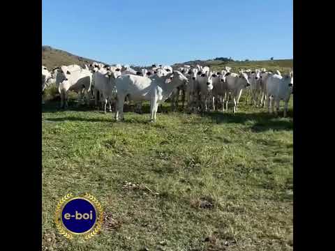 140 bezerros IATF Média: 8@ Preço: R$ 450/@ + comissão Local: Itagibá/BA #gado #pecuarista #agro