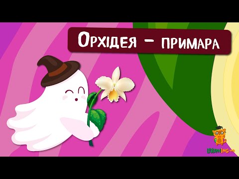 🍀 Дива природи. Явища навколо нас. Орхідея-привид 🌏
