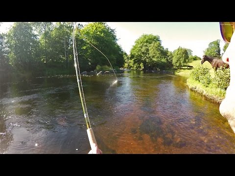 Moments from the Mörrum river 2016. PART 2. Fly fishing salmon & sea trout