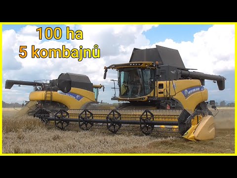 VELKÉ ŽNĚ PŠENICE - 100 ha | 5 kombajnů v nasazení na jednom poli !!!