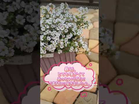 カーペットカスミソウ 植物