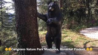 preview picture of video 'Mashobra | Carignano Nature Park | Shimla | Himachal Pradesh | India Travel | Dominar400'