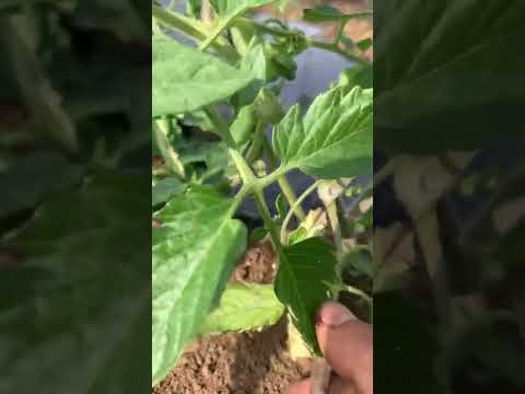 トマトの剪定方法は？収穫量を増やすための完全ガイド!  庭園