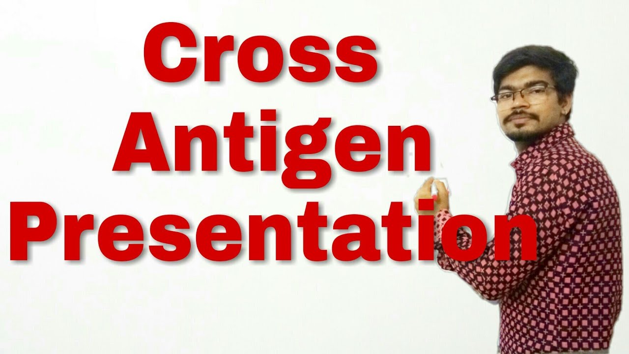 Antigen cross presentation / APC to CD8+