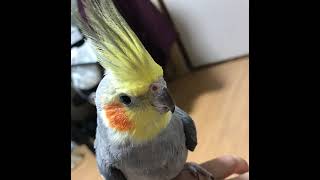 Ark ASA