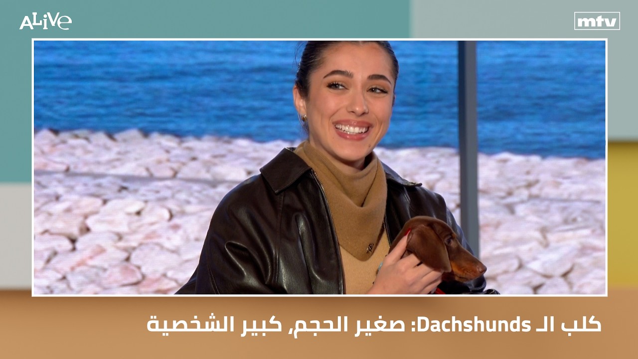صغير الحجم، كبير الشخصية :Dachshunds كلب الـ
