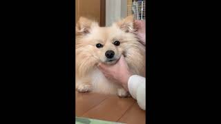#ポメラニアン  #保護犬との暮らし  #愛犬  こめとブラッシング