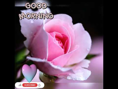 beautiful morning||💗💖💗 good morning with beautiful pink roses🌷||nice pink roses 🌷🌸🌷