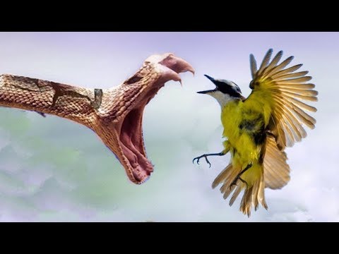 AMAZING Snake vs Bird
