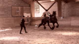 preview picture of video 'Saskia Smink van 11 jaar uit Best rijdt op mijn friese paard van 1,78m schofthoogte !'