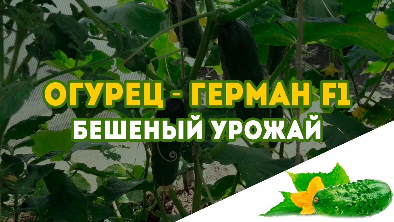 Огурец в теплице - Герман F1! Такого урожая огурцов у нас еще не было, соседям раздавали!