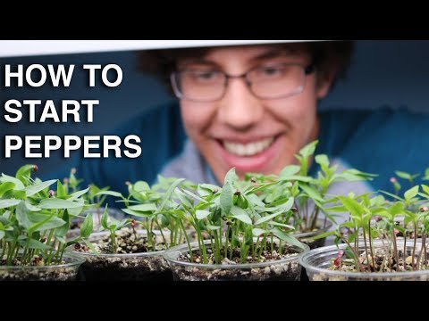 , title : 'How to Germinate Pepper Seeds INCREDIBLY QUICK with 99% Germination!'
