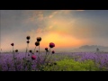 THIS IS MY SONG PETULA CLARK