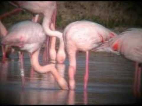 Flamenco ( Phoenicopterus roseus )  Greater flamingo