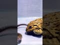 Asian Frog Fight with snake l Dangerous look #shots #shorts #viral